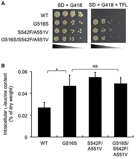 Frontiers Characterization Of A New Saccharomyces Cerevisiae Isolated