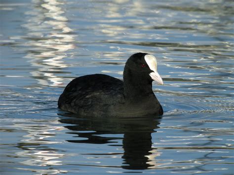 Foulque Macroule Fulica Atra Biodiv Mercantour Parc National Du