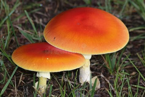 Amanita Jacksonii Hongos Naranja Brillante En Hierba Imagen De Archivo