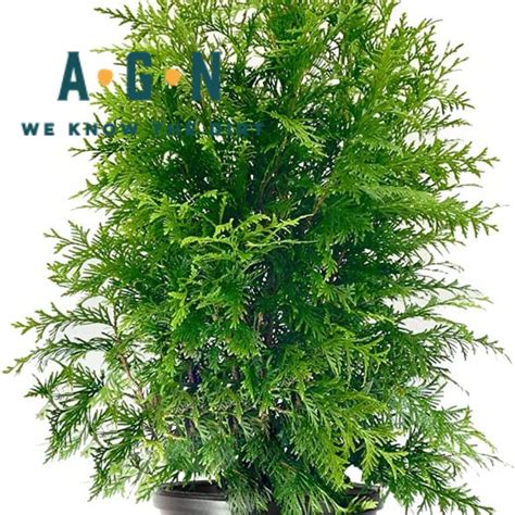 Green Giant Arborvitae – America's Gardens Nursery