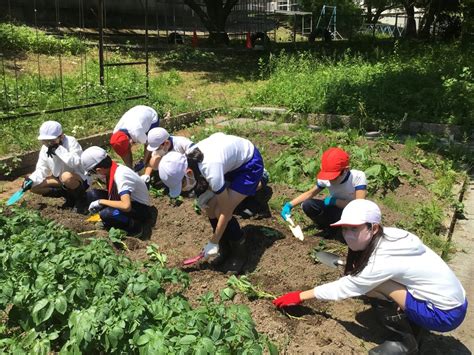 さつまいもの苗を植えたよ 北陸学院小学校