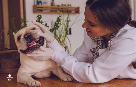 Veterinário em Domicílio Como Funciona e Quais São as Vantagens