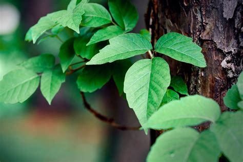 10 Best Natural Remedies For Poison Ivy Our Blue Ridge House