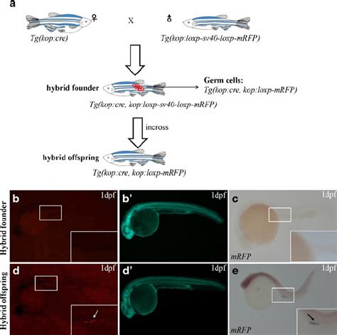 Conditional Activation Of Pgc Specific Mrfp Expression In The