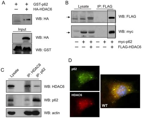 P62 Specifically Interacts With HDAC6 A Lysates Of HEK Cells