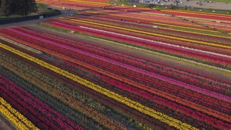 Aerial drone view of tulip flowers fields growing in crops. | Aerial drone, Aerial, Drone