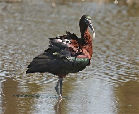 Glossy Ibis Eric Curtis Reuter Flickr