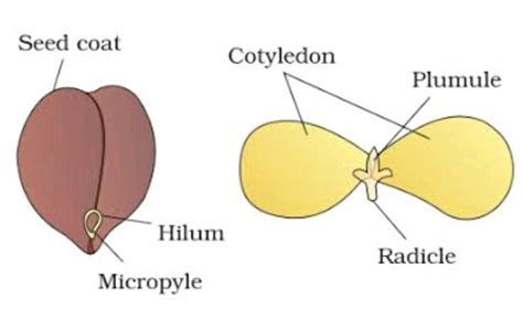 Draw diagram of gram seed - Science - How do Organisms Reproduce ...