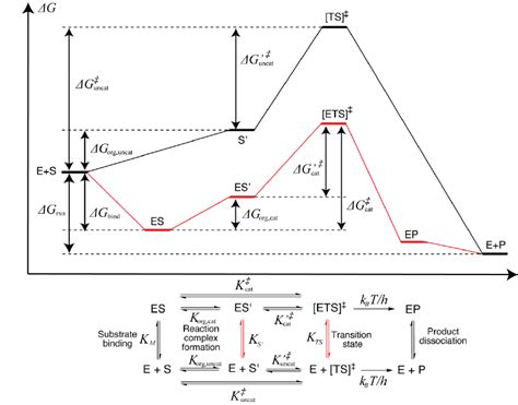 Schematic Description Of General Enzyme Catalysis Represented By One