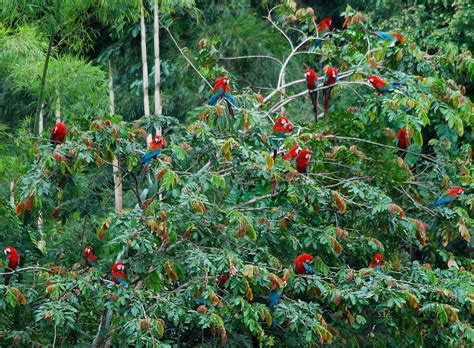 Amazing Amazonia Amazon Rainforest 46 Pics