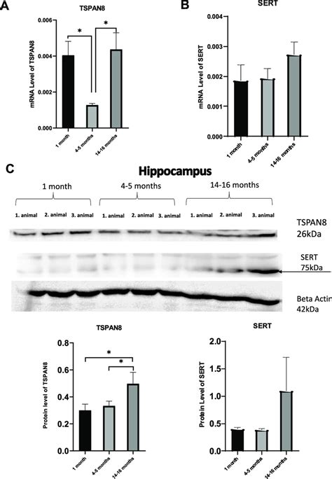 The Mrna And Protein Expression Profile Of Tspan And Sert Are Shown