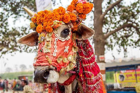 Decorated Holy Cow - Hinduism