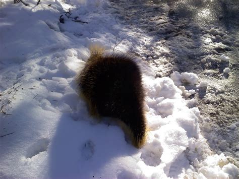 Lahontan Maintenance Archive Porcupine Damage