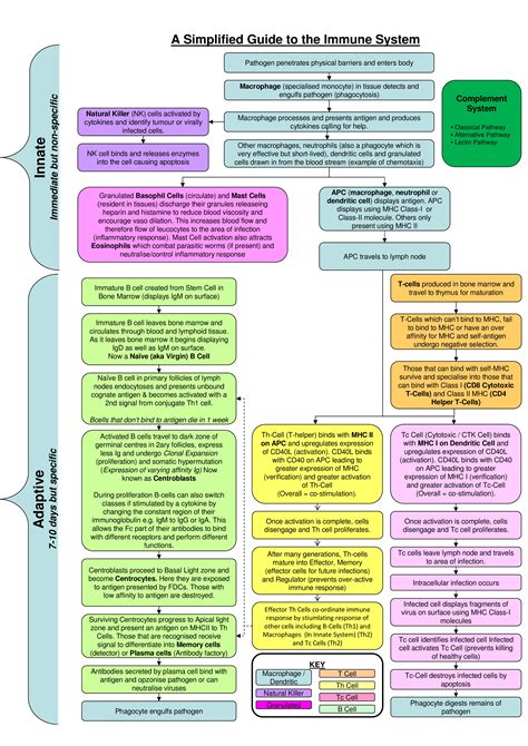 Immune System Flow Chart