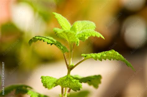 Planta de melisa hoja de limón limoncillo toronjil Melissa