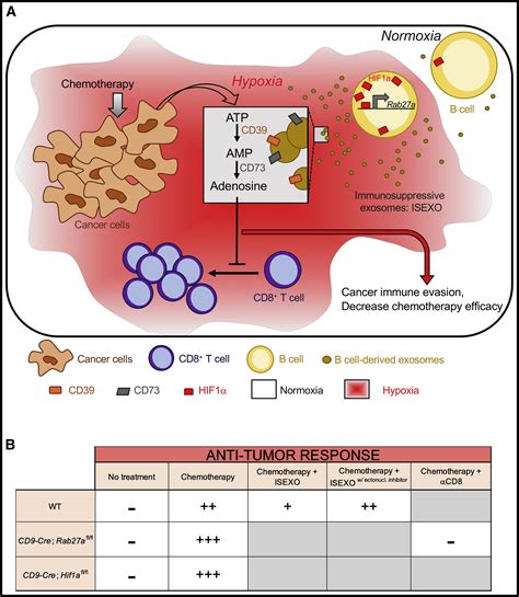 Exosomes Exercise Inhibition Of Anti Tumor Immunity During Chemotherapy