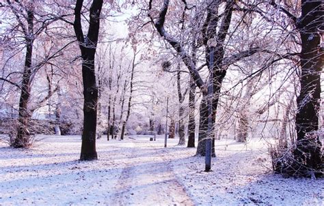 Wallpaper white, forest, road, park, winter images for desktop, section пейзажи - download