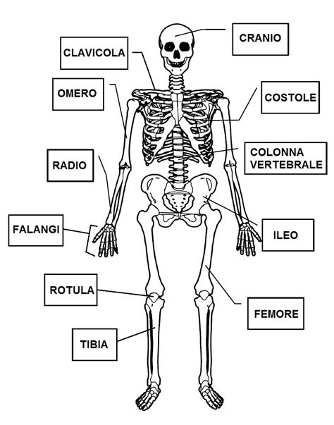 Immagini Dello Scheletro Umano