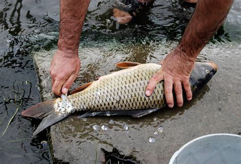 Fischschere Ratgeber Test Und Vergleich Simfisch De