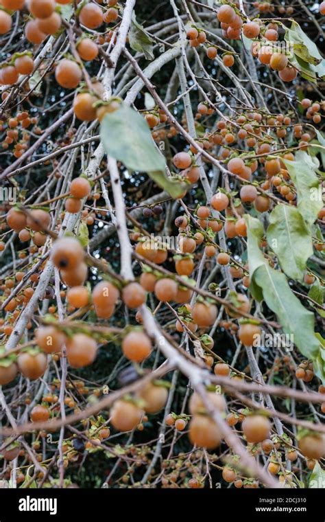 Diospyros Lotus With Common Names Date Plum Caucasian Persimmon Or Lilac Persimmon Stock