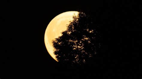 Rare Super Harvest Moon and partial lunar eclipse to grace the skies tonight