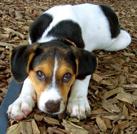 Beagle Coonhound Mix