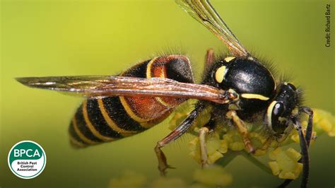 Black And Yellow Hornet