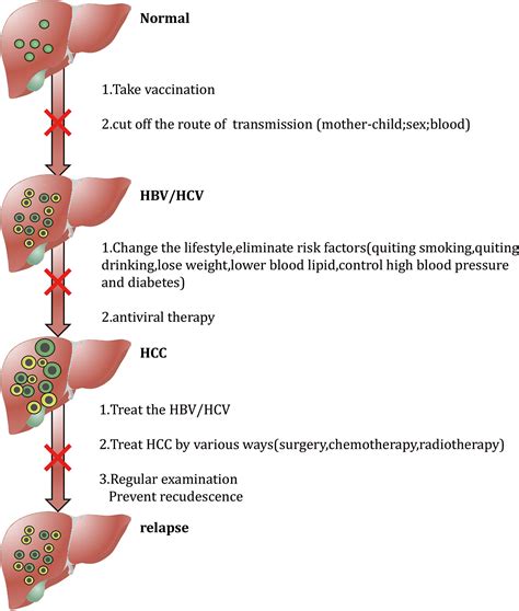 Frontiers Risk Factors And Prevention Of Viral Hepatitis Related Hepatocellular Carcinoma