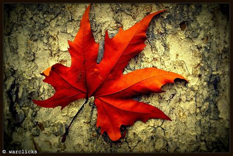 Chinar Leaf In Autumn This Photograph I Got From Universit Flickr