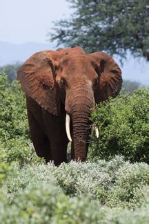 African Elephant Loxodonta Africana Tsavo Kenya East Africa