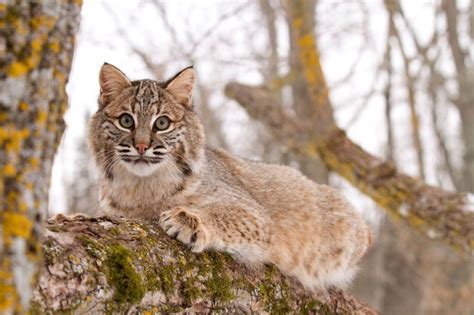 Solving Conflicts With Bobcats Humanepro By The Humane Society Of The