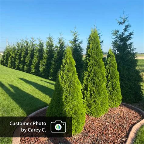 Thuja Green Giant In 2023 Thuja Green Giant Evergreen Plants