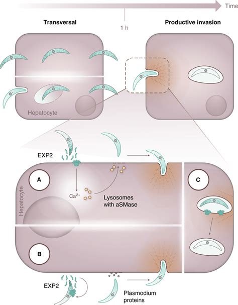 Model For The Action Of Plasmodium Berghei EXP2 Plasmodium Berghei