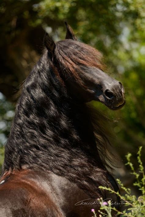 A Brown And Black Horse Standing Next To Some Tall Green Grass With