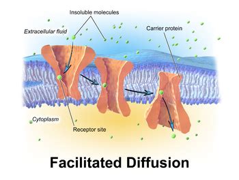 Facilitated Diffusion | Mastering Biology Quiz