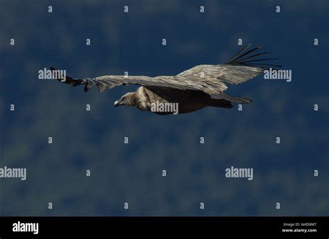 Griffon Vulture Soaring Stock Photo Alamy