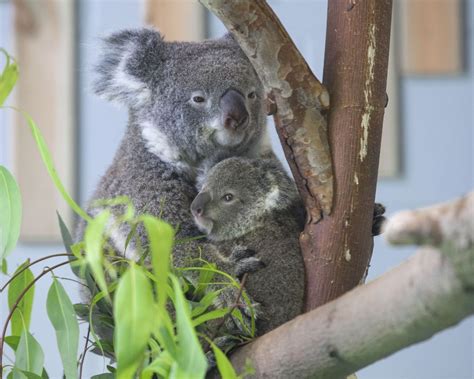 Koala Steckbrief Alles Wichtige Ber Ihr Leben Co Galileo