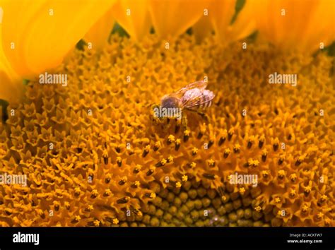 Bee Gardening Book Hi Res Stock Photography And Images Alamy