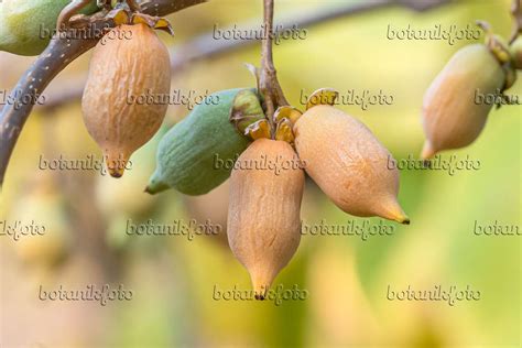 Bilder Matatabi Bilder von Pflanzen und Gärten botanikfoto