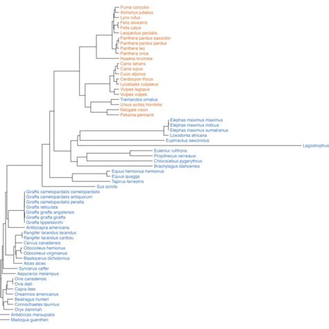 Figure S1 Phylogenetic Relationships Of The Mammalian Species Analysed Download Scientific