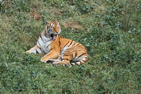 Hermoso Tigre De Bengala Acicalando Su Pelaje Tumbado Sobre La Hierba