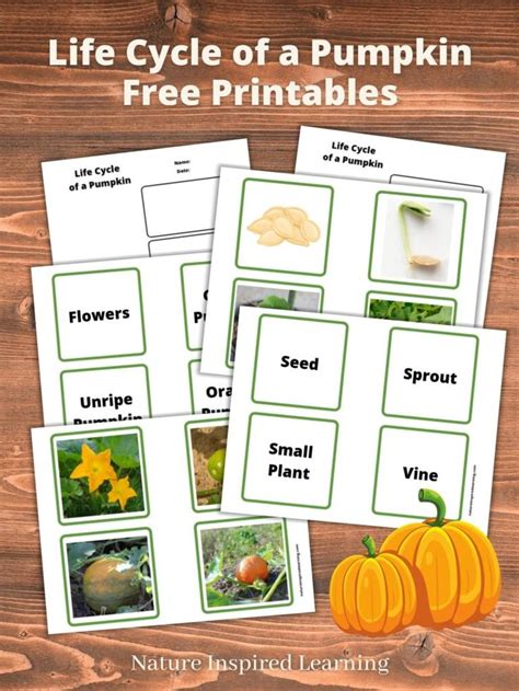 Collection Of Free Life Cycle Of A Pumpkin Worksheets And Printables