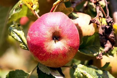 Fruit Apple Organic Free Photo On Pixabay Pixabay