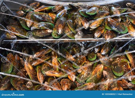 Fresh Green Shell Mussels, Havelock, New Zealand Stock Photo - Image of ...