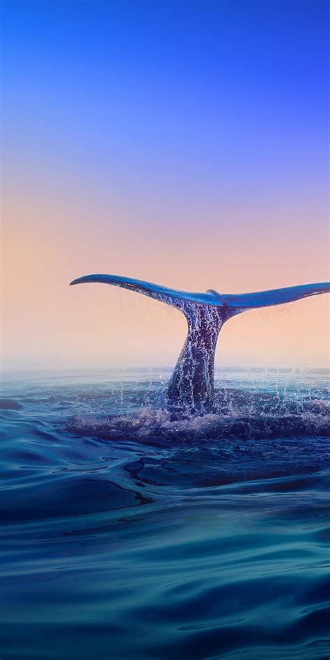 Blue Whales Wallpaper