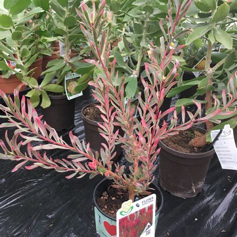 Leucadendron Jolly Joker Proteas Cross Common Nursery