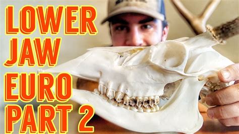 European Mounting A Deer Skull With Hydrogen Peroxide And Keeping The Lower Jaw Part 2 Youtube