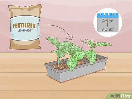 How to Plant Angel Trumpet Seeds (with Pictures) - wikiHow