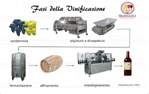 Fasi Della Vinificazione Conoscere Il Vino Quattrocalici