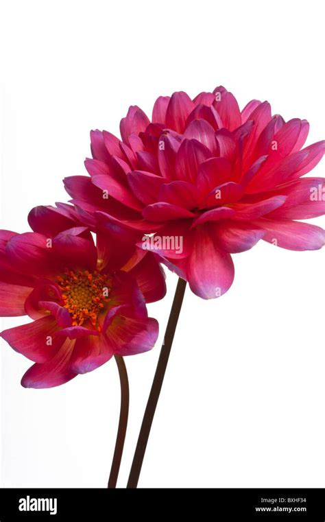 Dark Pink Dahlias On A White Background Stock Photo Alamy